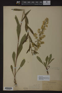 Solidago speciosa image