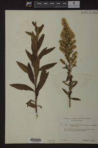 Solidago speciosa var. angustata image