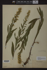Solidago speciosa image