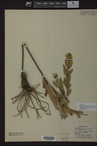 Solidago speciosa image