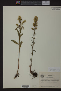 Solidago speciosa image
