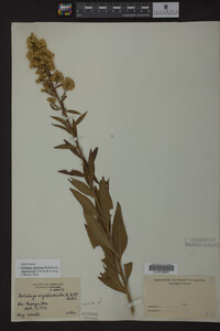 Solidago speciosa image
