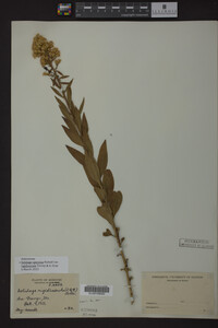 Solidago speciosa image