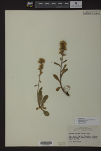 Solidago speciosa image
