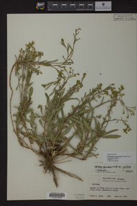 Solidago speciosa image