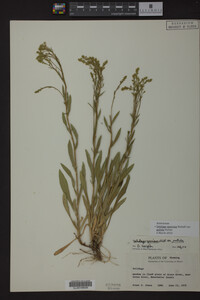 Solidago speciosa var. pallida image
