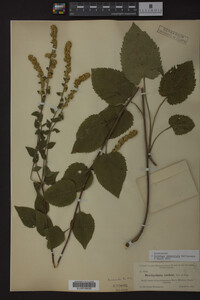 Image Associated With the Occurrence