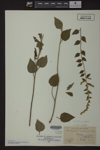 Image Associated With the Occurrence