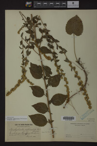 Image Associated With the Occurrence