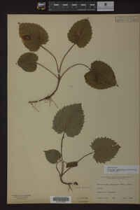 Image Associated With the Occurrence