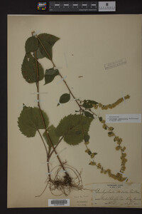 Image Associated With the Occurrence