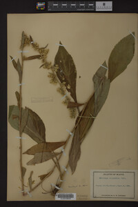 Image Associated With the Occurrence