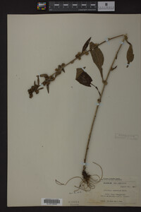 Image Associated With the Occurrence