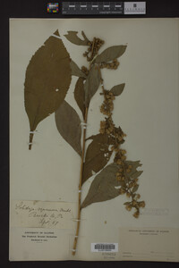 Image Associated With the Occurrence