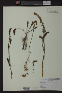 Solidago stricta image