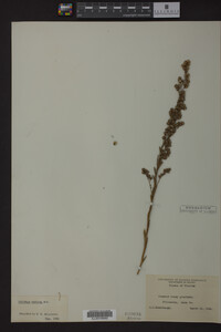 Solidago stricta image