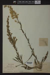 Solidago stricta image