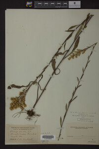Solidago stricta image