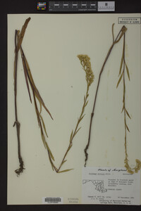 Solidago stricta image