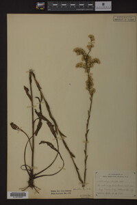 Solidago stricta image