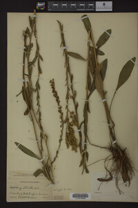 Solidago stricta image