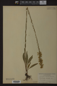 Solidago stricta image