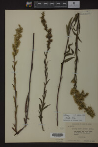 Solidago stricta image