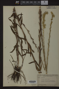 Solidago stricta image