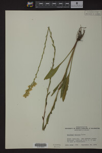 Solidago stricta image