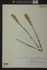 Solidago stricta image