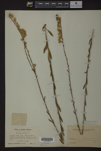 Solidago stricta image
