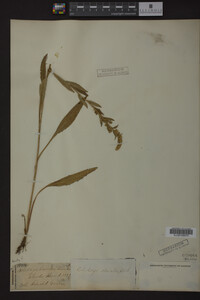 Solidago stricta image