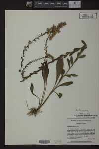Solidago stricta image