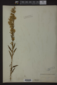Solidago stricta image