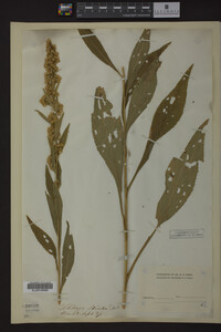 Solidago stricta image