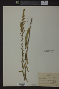 Solidago uliginosa image