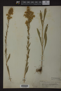 Solidago uliginosa image