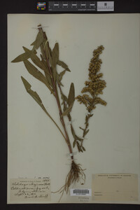 Solidago uliginosa image