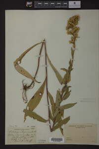 Solidago uliginosa image