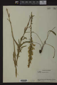 Solidago uliginosa image