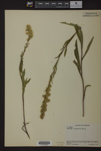 Solidago uliginosa image