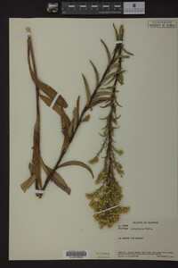 Solidago uliginosa image