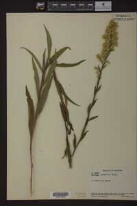 Solidago uliginosa image