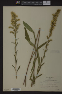 Solidago uliginosa image