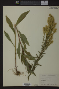 Solidago uliginosa image
