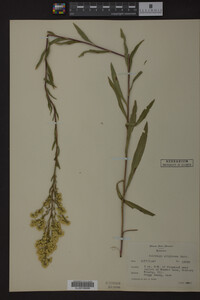 Solidago uliginosa image