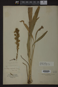 Solidago uliginosa image