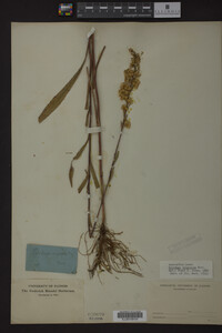Solidago uliginosa image