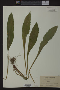 Solidago uliginosa image