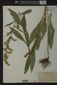 Solidago uliginosa image